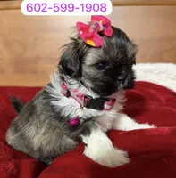 Sofy, a female Shih Tzu for sale in Phoenix, AZ – 1 of 1