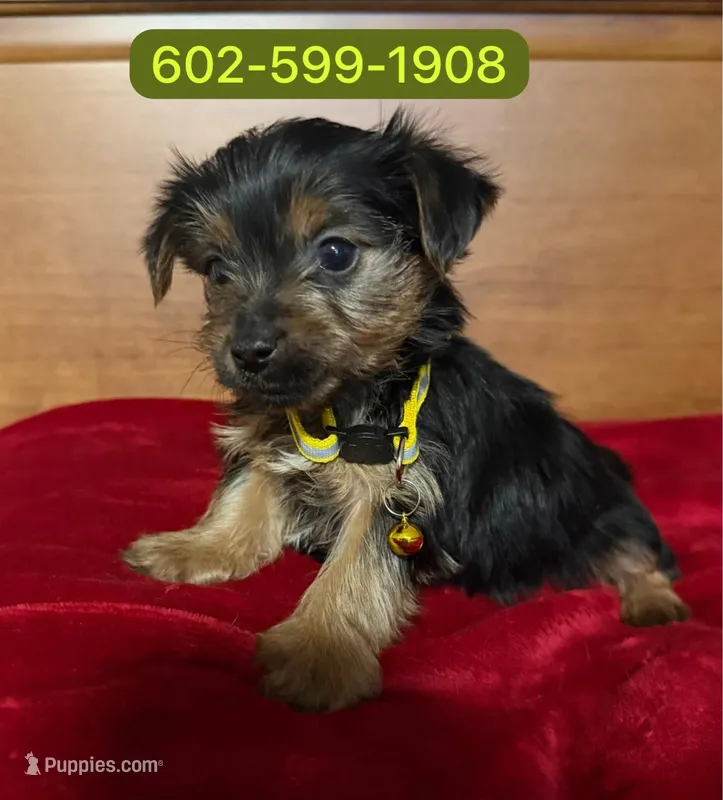 Milo, a male Yorkshire Terrier for sale in Phoenix, AZ – 1 of 1