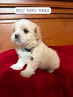Maylo, a male Mal Shi for sale in Phoenix, AZ – 1 of 1