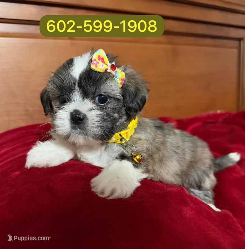 Danna – Mal Shi puppy for sale in Phoenix, AZ