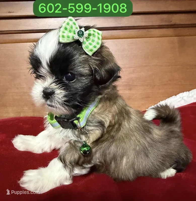 Princess  – Shih Tzu puppy for sale in Phoenix, AZ
