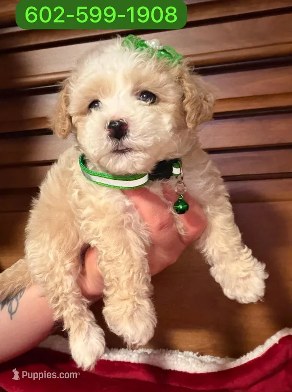Flower  – Poodle - Miniature  puppy for sale in Phoenix, AZ