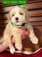 Flower , a female Poodle - Miniature  for sale in Phoenix, AZ – 1 of 2