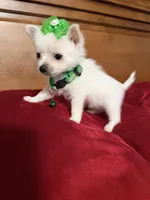 Mia, a female Pomeranian for sale in Phoenix, AZ – 2 of 2