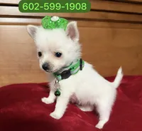 Mia, a female Pomeranian for sale in Phoenix, AZ – 1 of 2