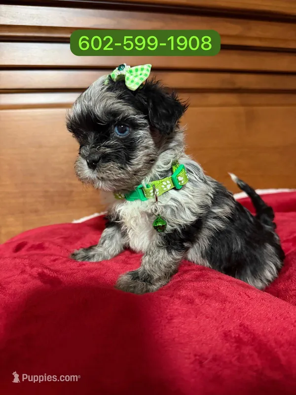 Mayla – Shihpoo puppy for sale in Phoenix, AZ