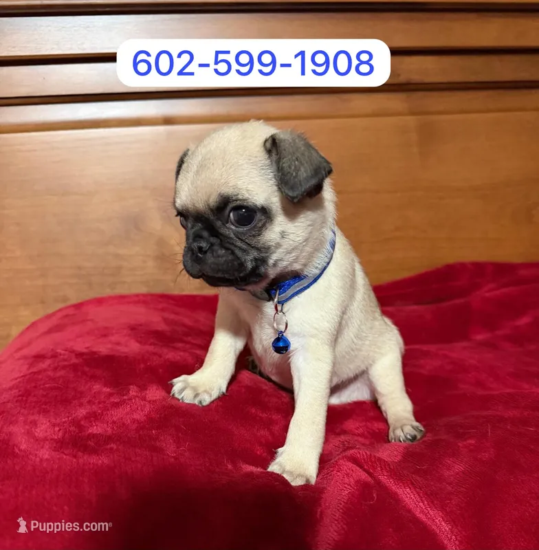 Milo – Pug puppy for sale in Phoenix, AZ