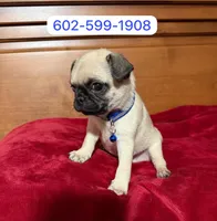 Milo, a male Pug for sale in Phoenix, AZ – 1 of 1