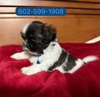 Zeus, a male Shih Tzu for sale in Phoenix, AZ – 2 of 2