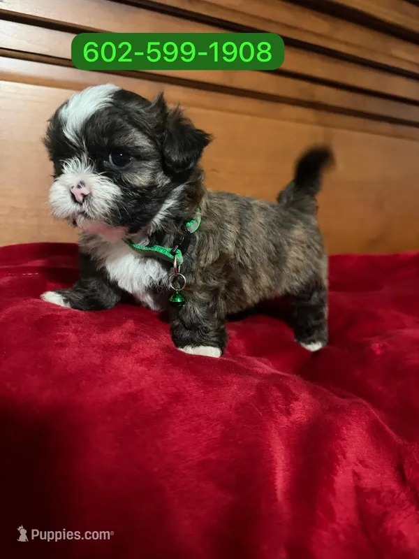 Zeus  – Mal Shi puppy for sale in Phoenix, AZ