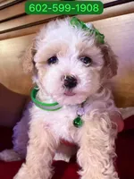 Flower , a female Poodle - Miniature  for sale in Phoenix, AZ – 2 of 2
