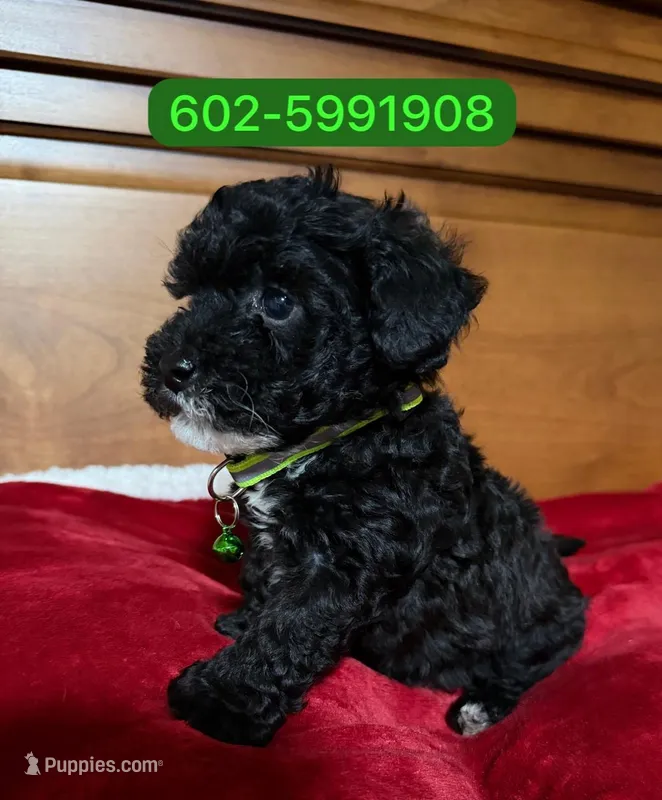 Maylo, a male Poodle - Miniature  for sale in Phoenix, AZ – 1 of 1