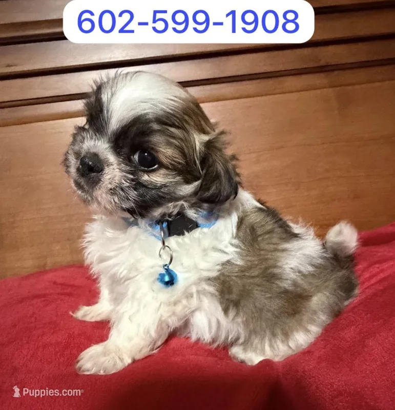 Max – Shih Tzu puppy for sale in Phoenix, AZ