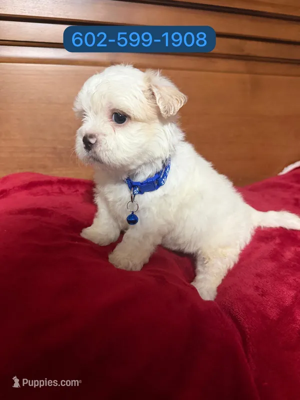 Lucas – Shihpoo puppy for sale in Phoenix, AZ