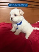 Lucas, a male Shihpoo for sale in Phoenix, AZ – 1 of 1