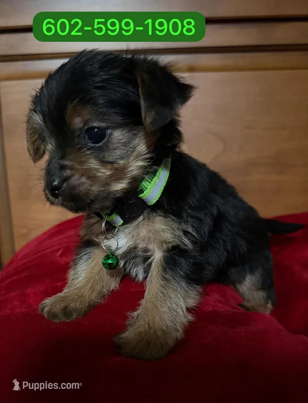 Jimmy – Yorkshire Terrier puppy for sale in Phoenix, AZ