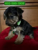 Jimmy, a male Yorkshire Terrier for sale in Phoenix, AZ – 1 of 1