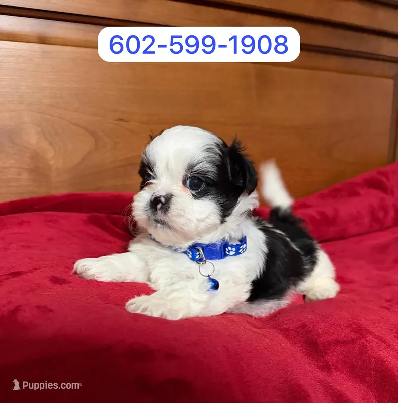 Bruno – Shihpoo puppy for sale in Phoenix, AZ