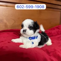 Bruno, a male Shihpoo for sale in Phoenix, AZ – 1 of 1