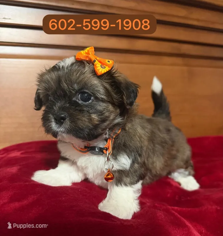 Magy – Mal Shi puppy for sale in Phoenix, AZ