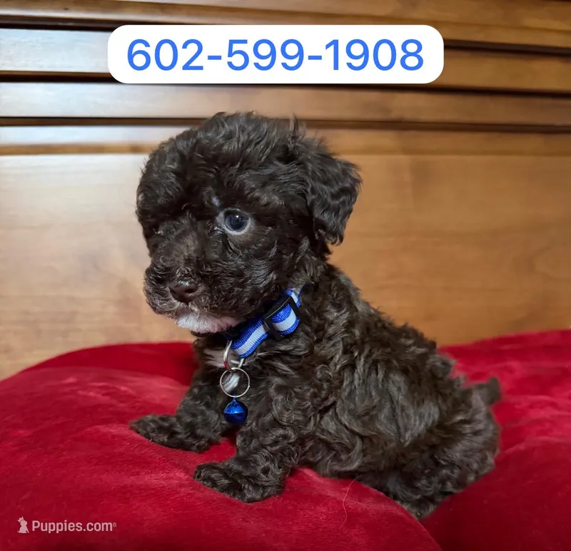 Rocky – Poodle - Miniature  puppy for sale in Phoenix, AZ