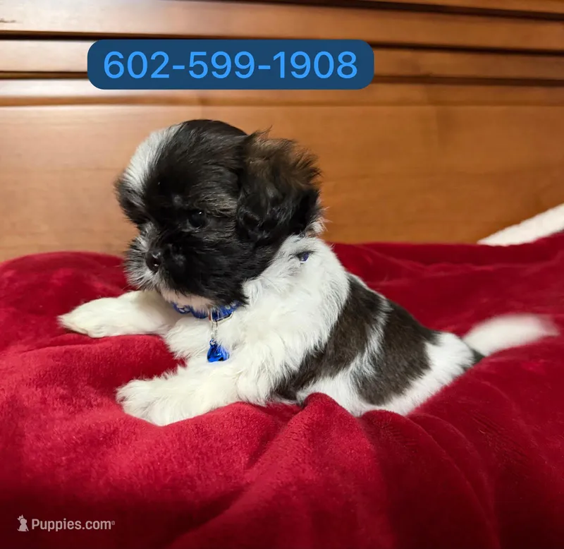 Zeus, a male Shih Tzu for sale in Phoenix, AZ – 1 of 2
