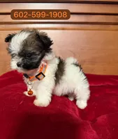 Jack, a male Shih Tzu for sale in Phoenix, AZ – 1 of 1