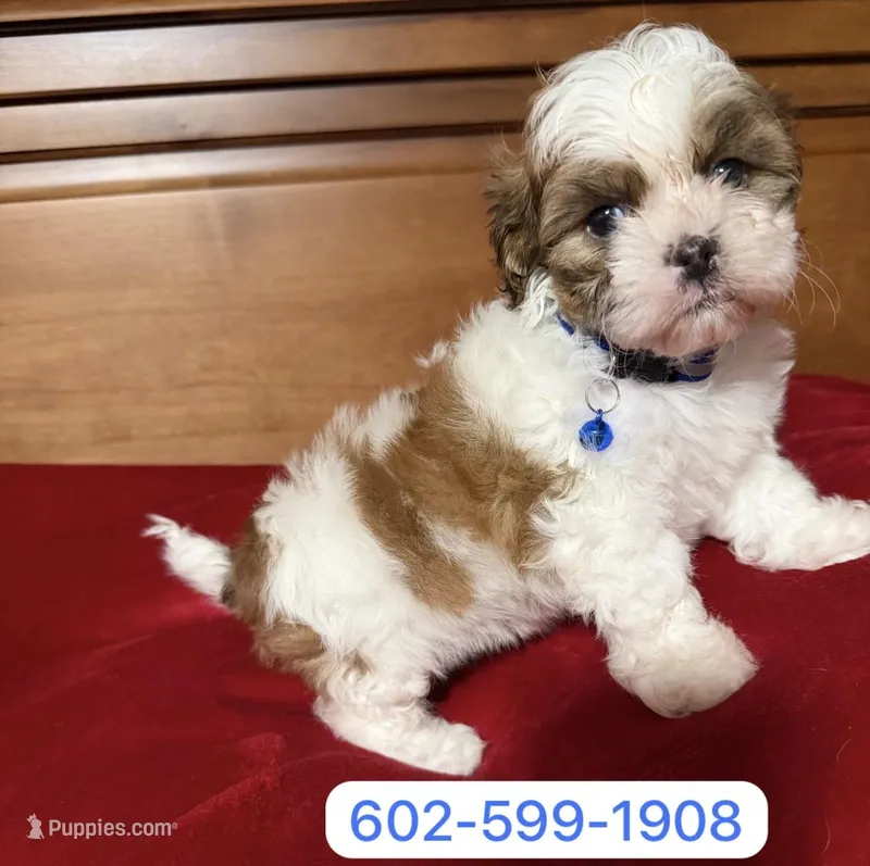Mateo, a male Shih Tzu for sale in Phoenix, AZ – Photo 1 of 1