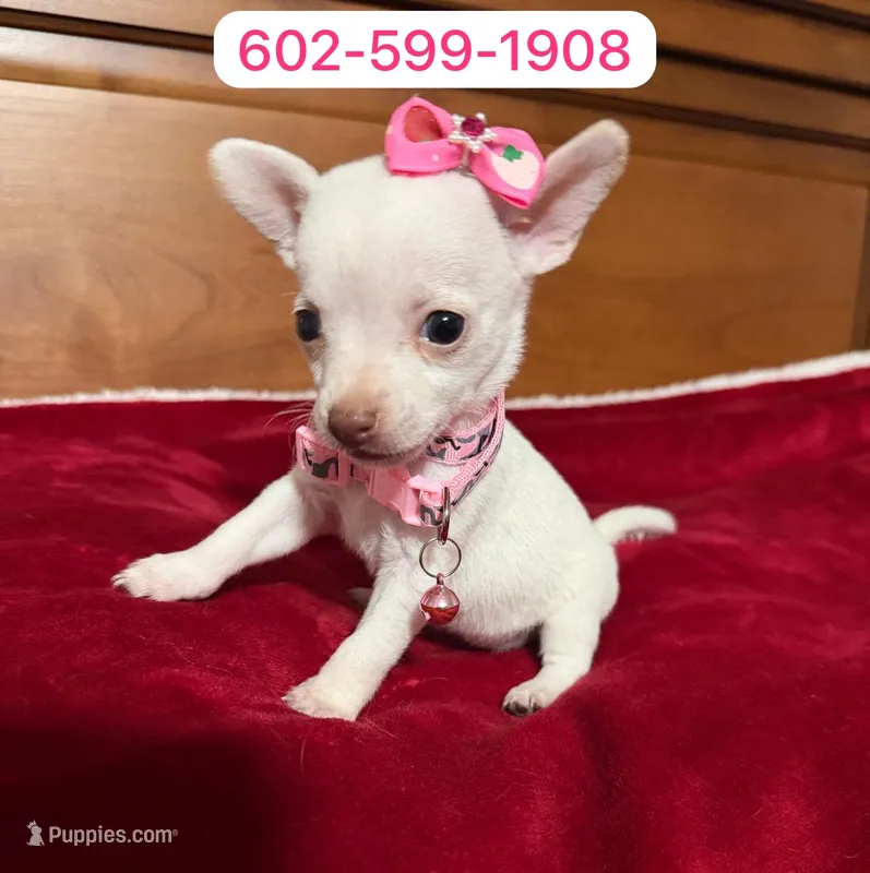 Princess  – Chihuahua puppy for sale in Phoenix, AZ
