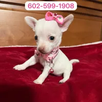 Princess , a female Chihuahua for sale in Phoenix, AZ – 1 of 1