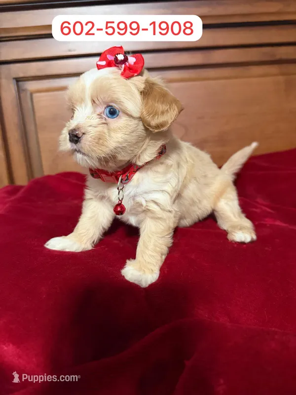 Flower – Maltipoo puppy for sale in Phoenix, AZ