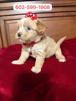 Flower, a female Maltipoo for sale in Phoenix, AZ – 1 of 1