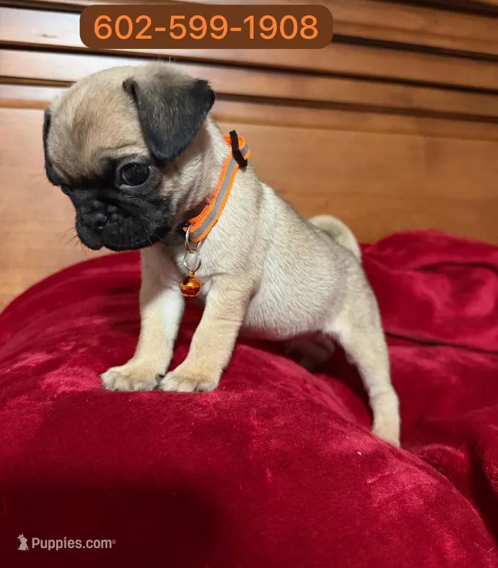 Milo – Pug puppy for sale in Phoenix, AZ