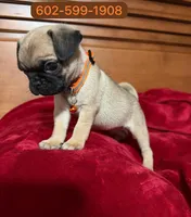 Milo, a male Pug for sale in Phoenix, AZ – 1 of 1