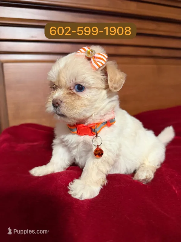 Princess  – Maltipoo puppy for sale in Phoenix, AZ