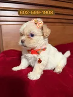 Princess , a female Maltipoo for sale in Phoenix, AZ – 1 of 1