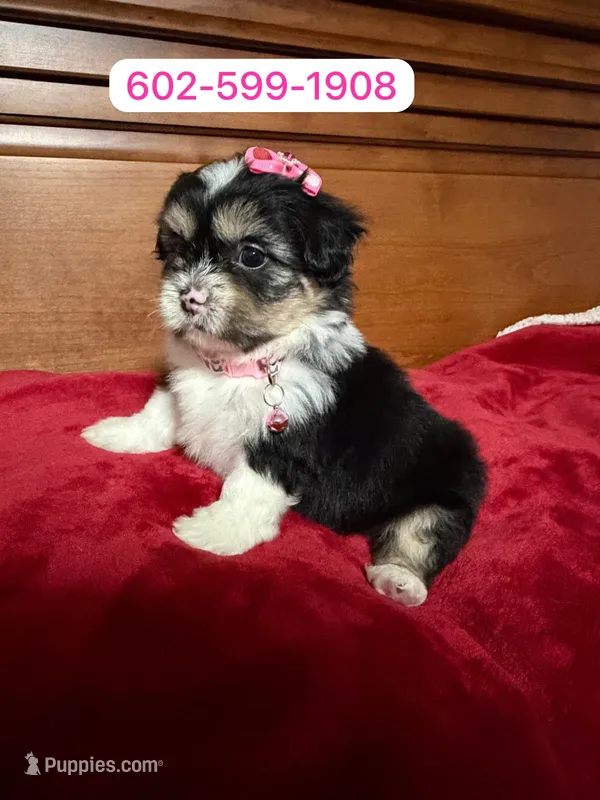 Lila – Shihpoo puppy for sale in Phoenix, AZ