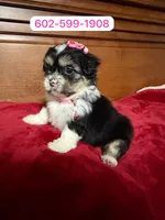 Lila, a female Shihpoo for sale in Phoenix, AZ – 1 of 1