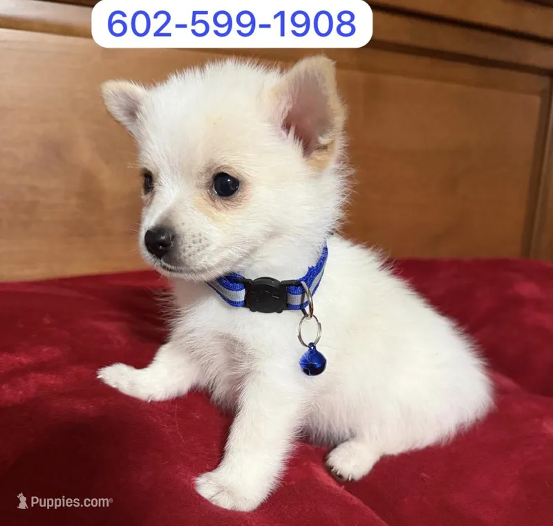 Jimmy , a male Pomeranian for sale in Phoenix, AZ – 1 of 2