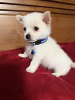 Jimmy , a male Pomeranian for sale in Phoenix, AZ – 2 of 2