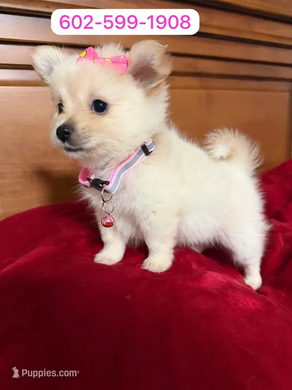 Flower  – Pomchi puppy for sale in Phoenix, AZ