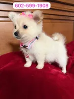 Flower , a female Pomchi for sale in Phoenix, AZ – 1 of 1