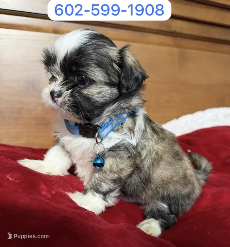 Mateo – Shih Tzu puppy for sale in Phoenix, AZ