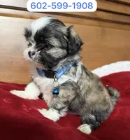 Mateo, a male Shih Tzu for sale in Phoenix, AZ – 1 of 1