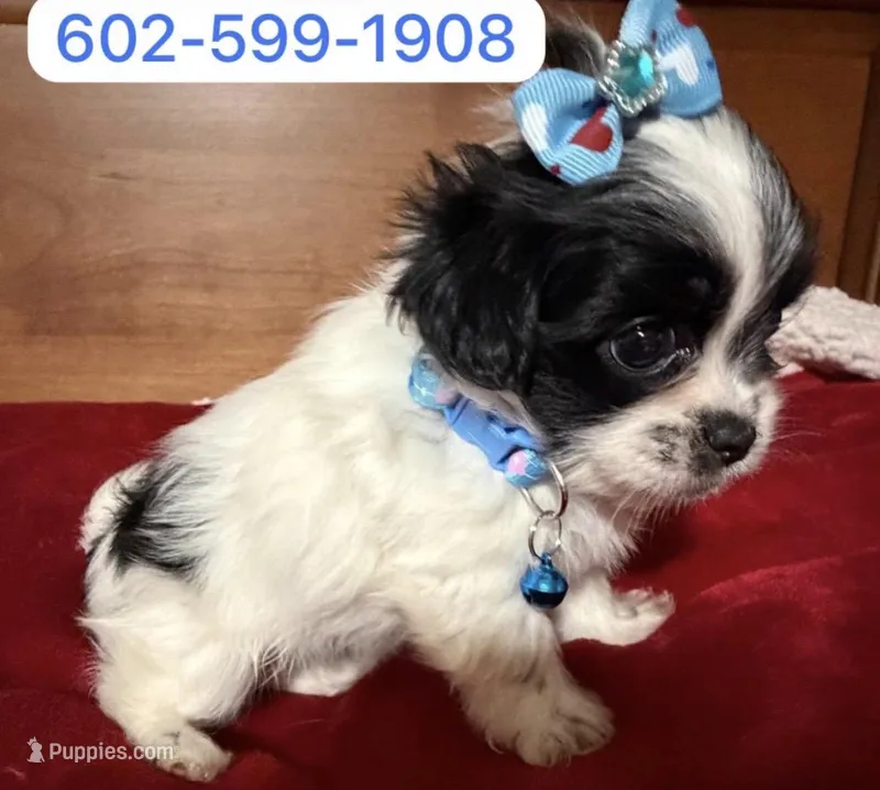 Lila – Shih Tzu puppy for sale in Phoenix, AZ