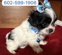 Lila, a female Shih Tzu for sale in Phoenix, AZ – 1 of 1