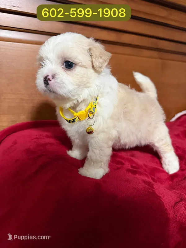 Mateo – Shihpoo puppy for sale in Phoenix, AZ