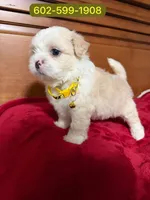 Mateo, a male Shihpoo for sale in Phoenix, AZ – 1 of 1