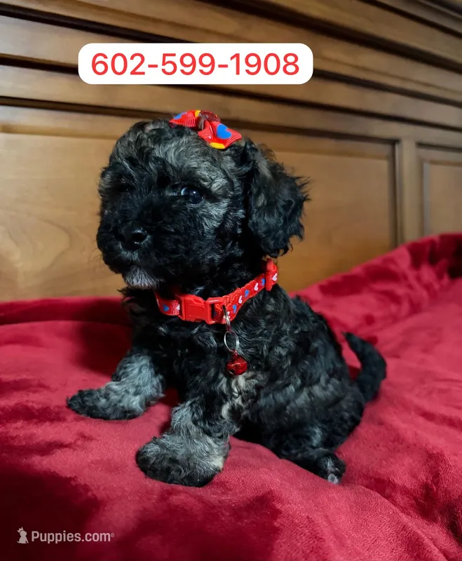 Mia – Poodle - Miniature  puppy for sale in Phoenix, AZ