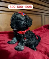 Mia, a female Poodle - Miniature  for sale in Phoenix, AZ – 1 of 1